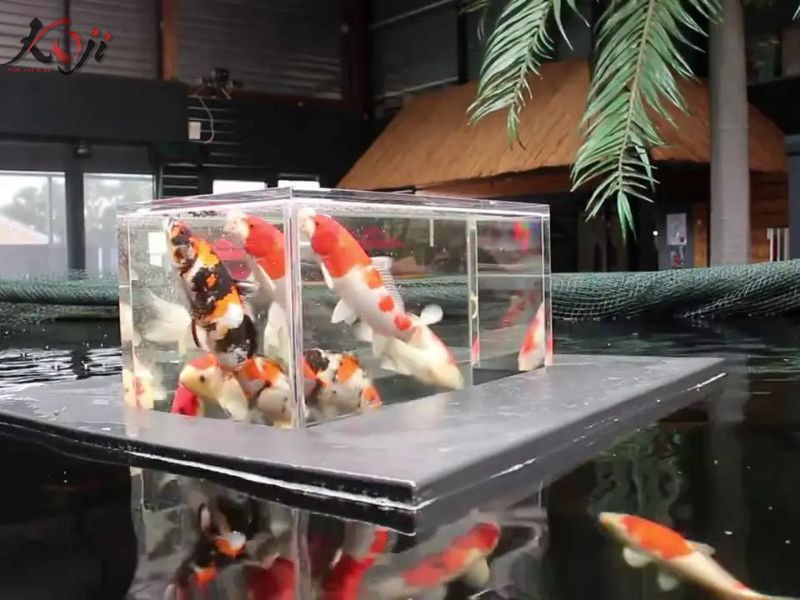 mẫu hồ cá bằng kính đẹp