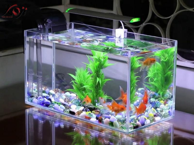 mẫu hồ cá bằng kính đẹp