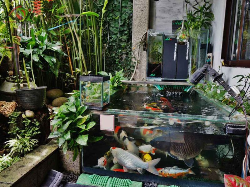 mẫu hồ cá bằng kính đẹp