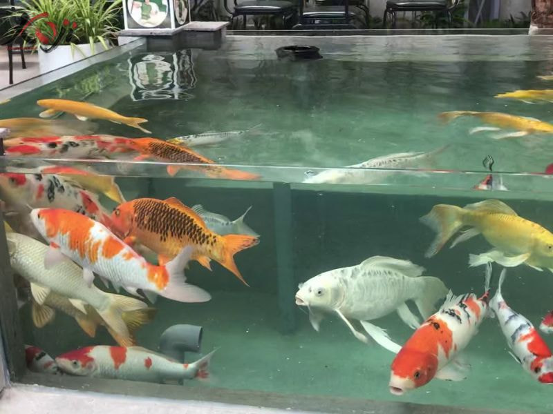 mẫu hồ cá bằng kính đẹp