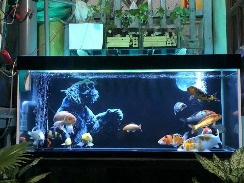mẫu hồ cá bằng kính đẹp