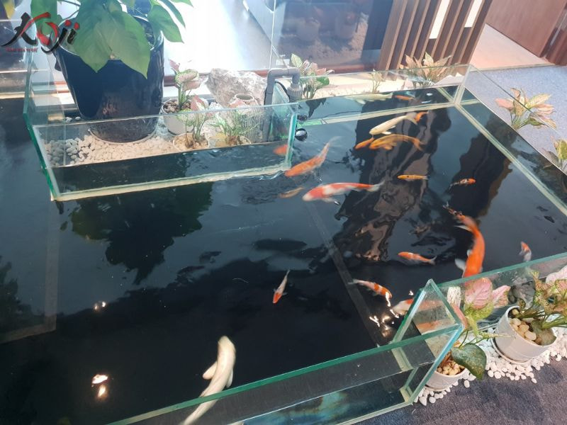 mẫu hồ cá bằng kính đẹp