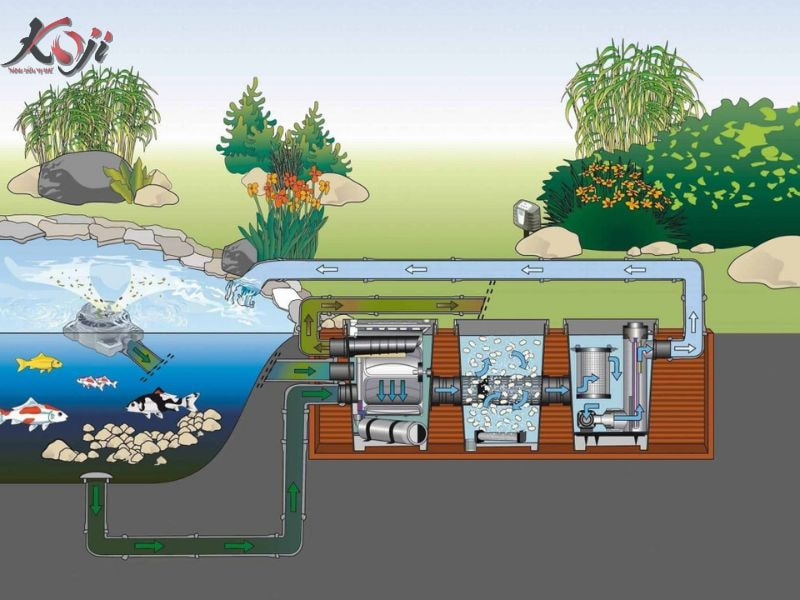hệ thống lọc hồ cá Koi hiện đại