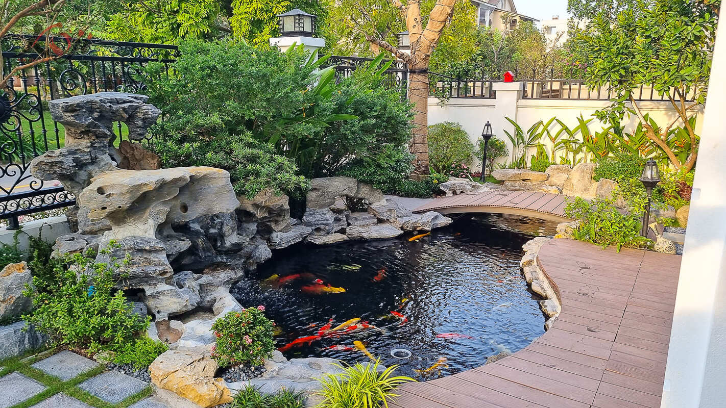 Thiết kế hồ cá Koi