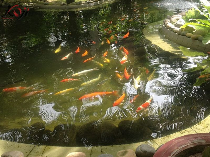 Hồ cá Koi đục nước