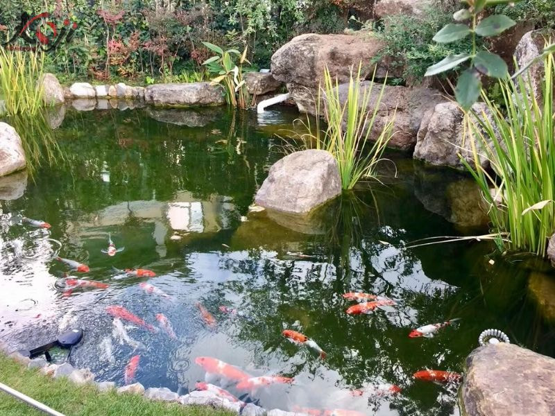 Hồ cá Koi đục nước