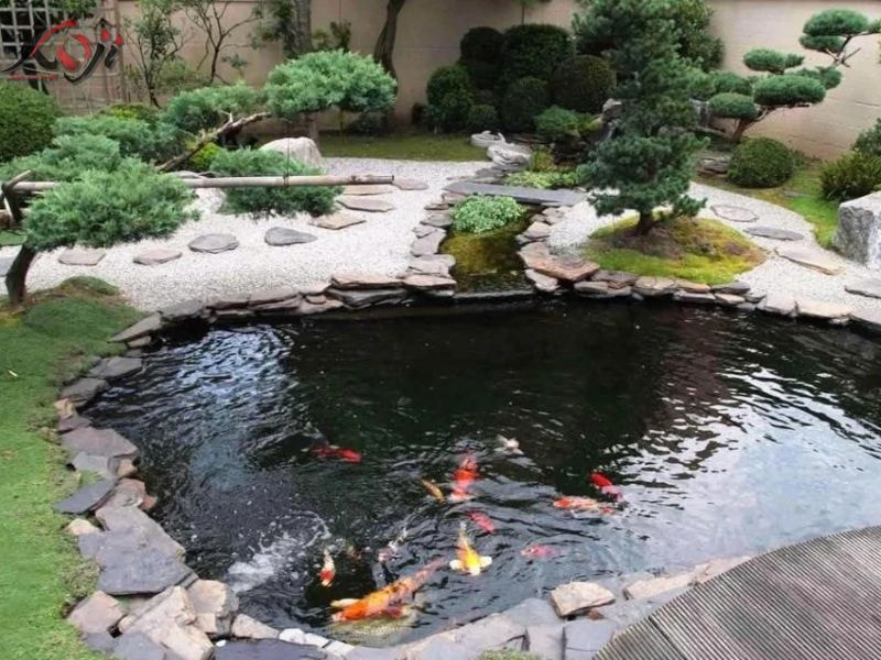 Hồ cá Koi đục nước