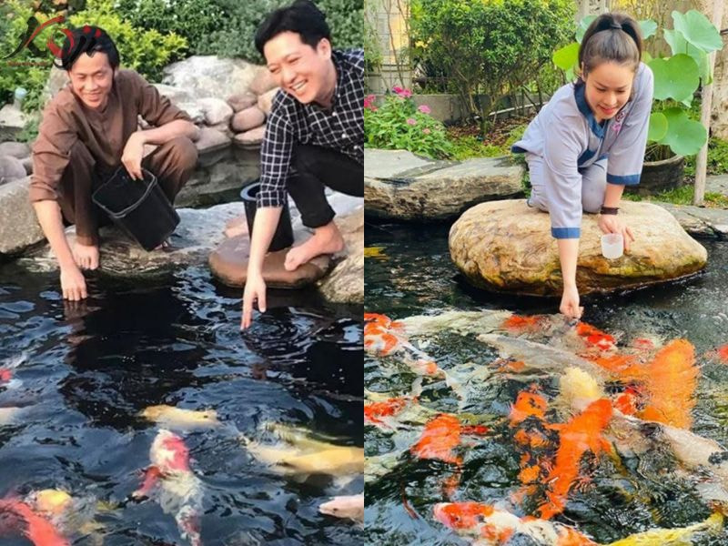 hồ cá koi tiền tỷ của Hoài Linh