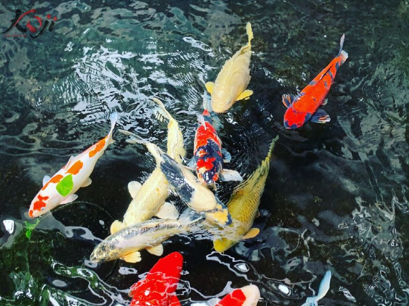 hồ cá koi xi măng