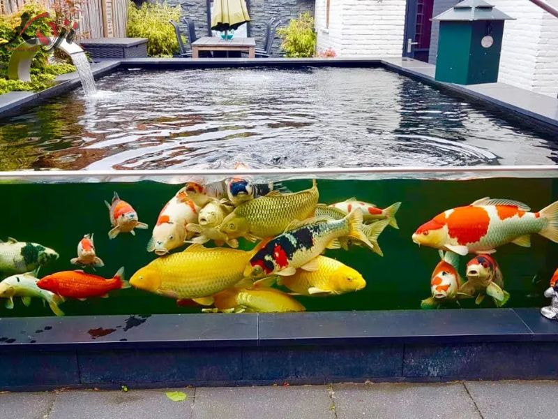 hồ cá nổi bọt trắng