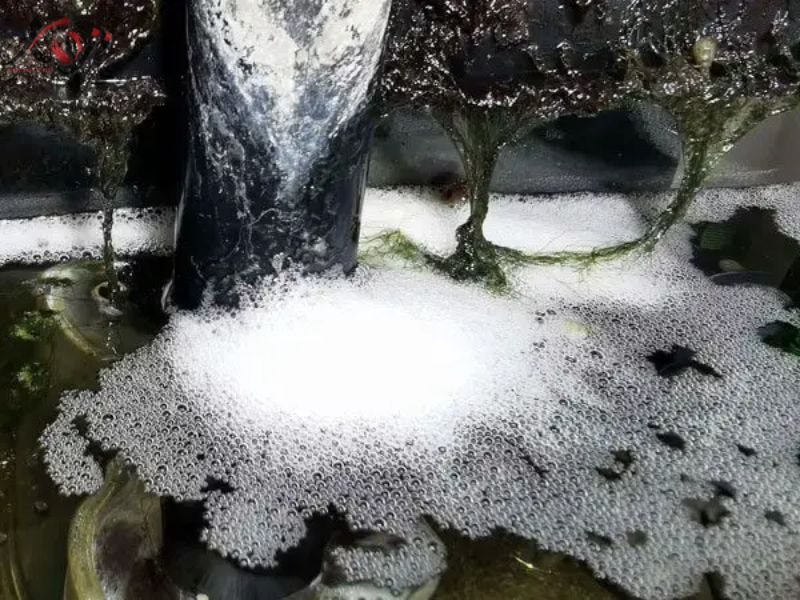 hồ cá nổi bọt trắng