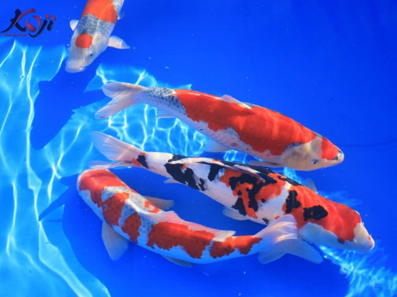 hồ cá nổi bọt trắng