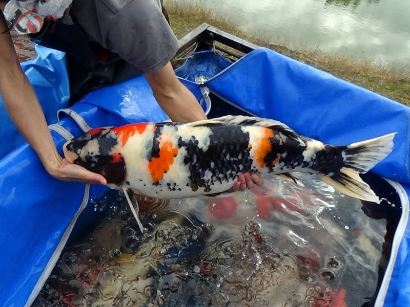 hồ cá nổi bọt trắng