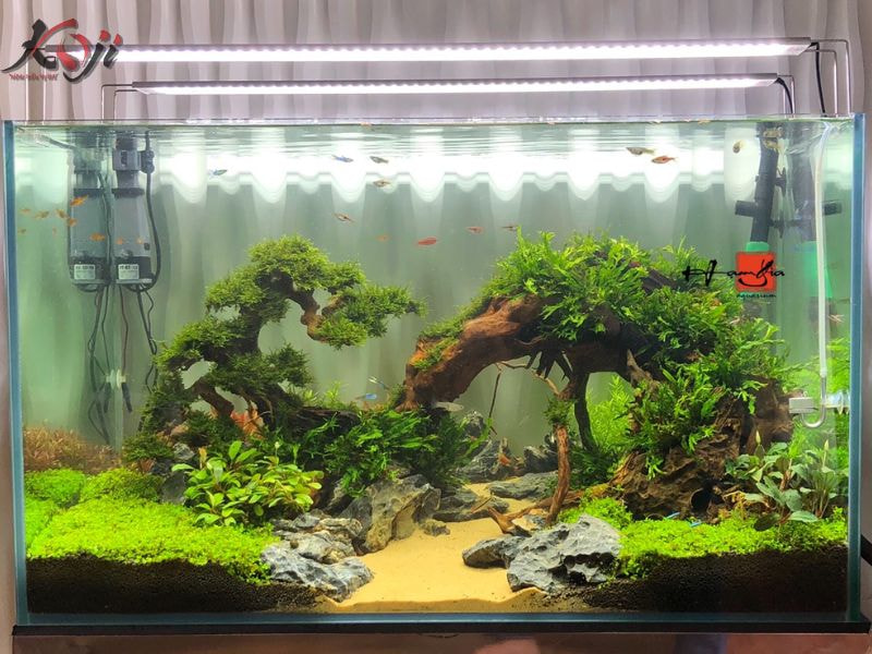 hồ thủy sinh đơn giản