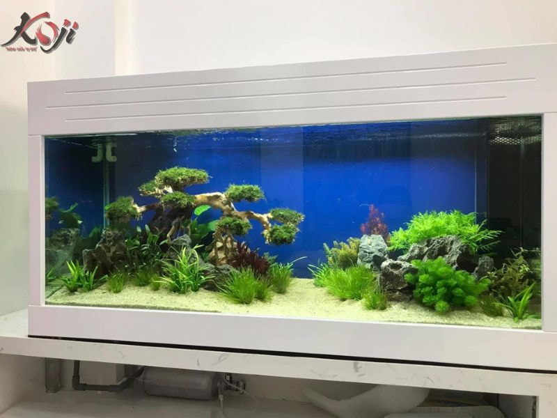 hồ thủy sinh đơn giản