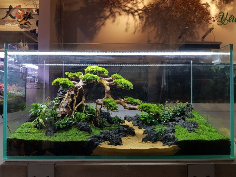 hồ thủy sinh đơn giản