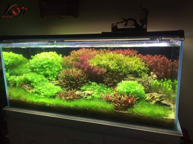 hồ thủy sinh đơn giản