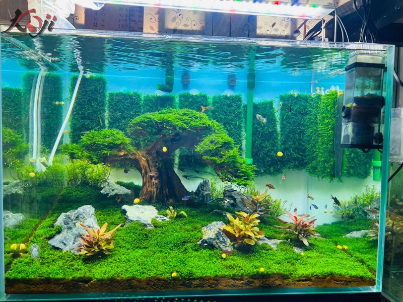 hồ thủy sinh đơn giản