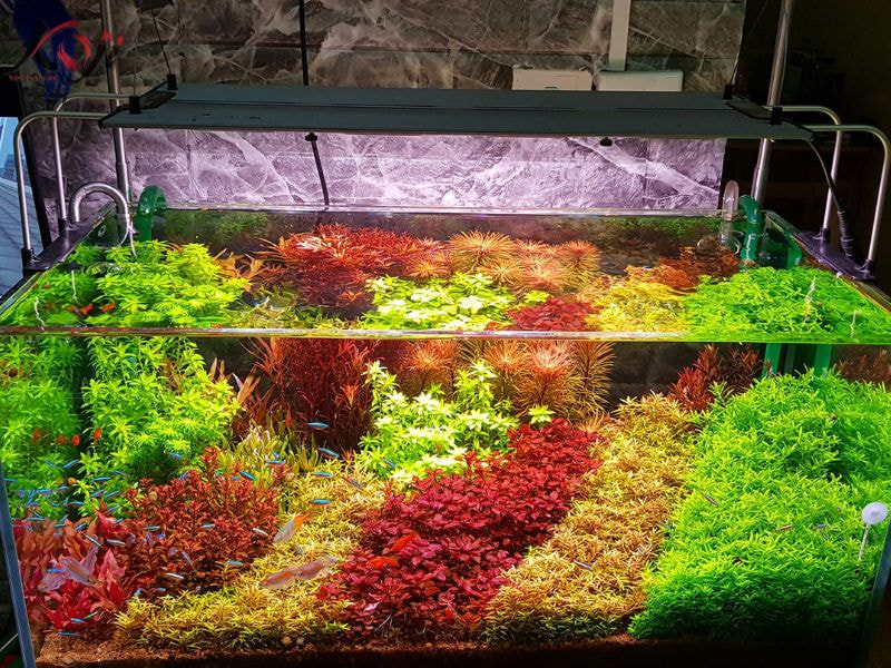 hồ thủy sinh đơn giản