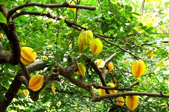 Cây khế - cây ăn quả truyền thống của Việt Nam, vừa dễ trồng lại ứng dụng làm nhiều món ăn