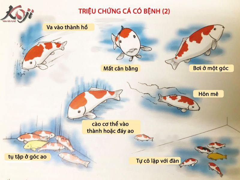 ký sinh trùng đơn bào costia