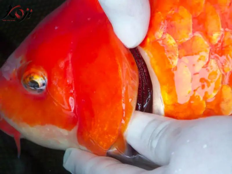 ký sinh trùng đơn bào costia