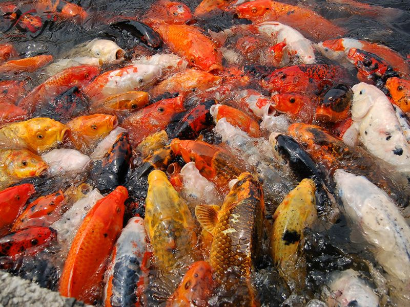 ký sinh trùng đơn bào costia