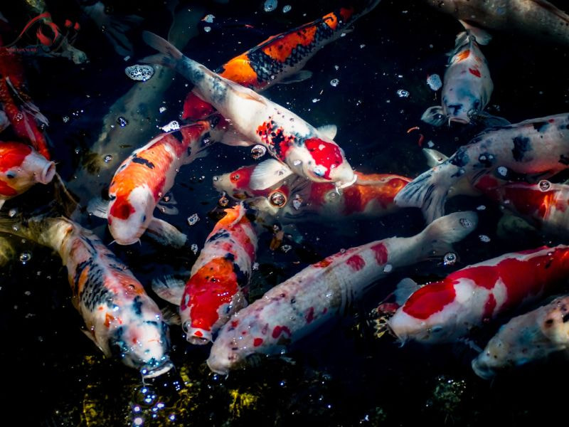 ký sinh trùng đơn bào costia