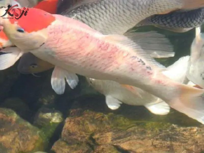 ký sinh trùng đơn bào costia