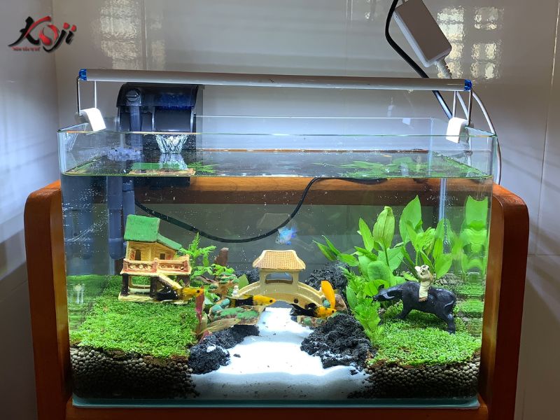 làm hồ cá mini đẹp