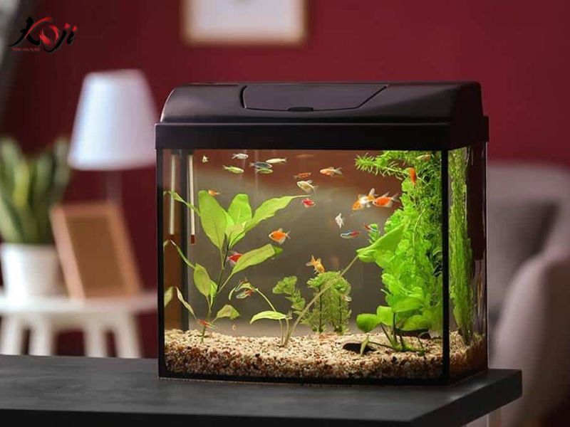 làm hồ cá mini đẹp