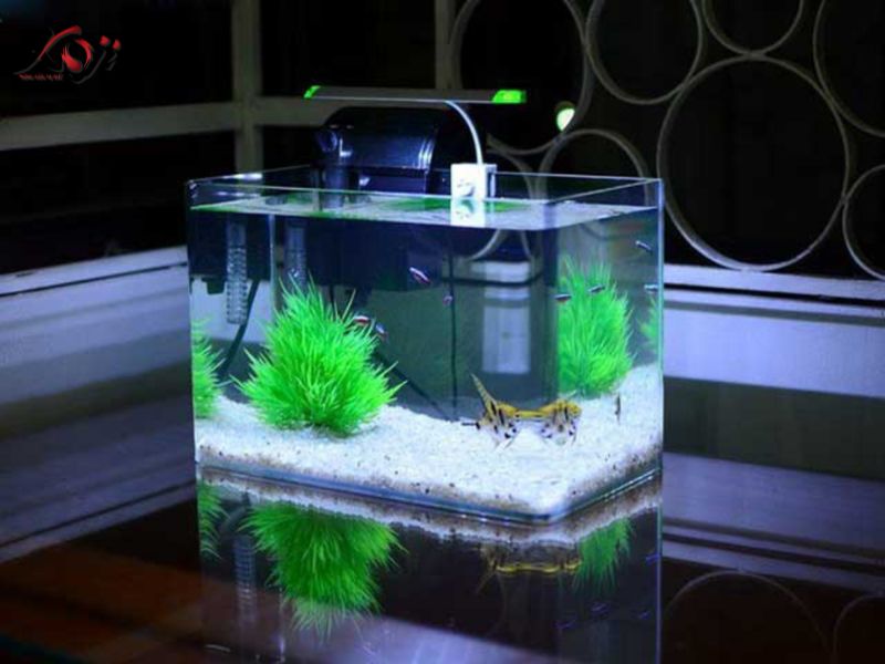 làm hồ cá mini đẹp