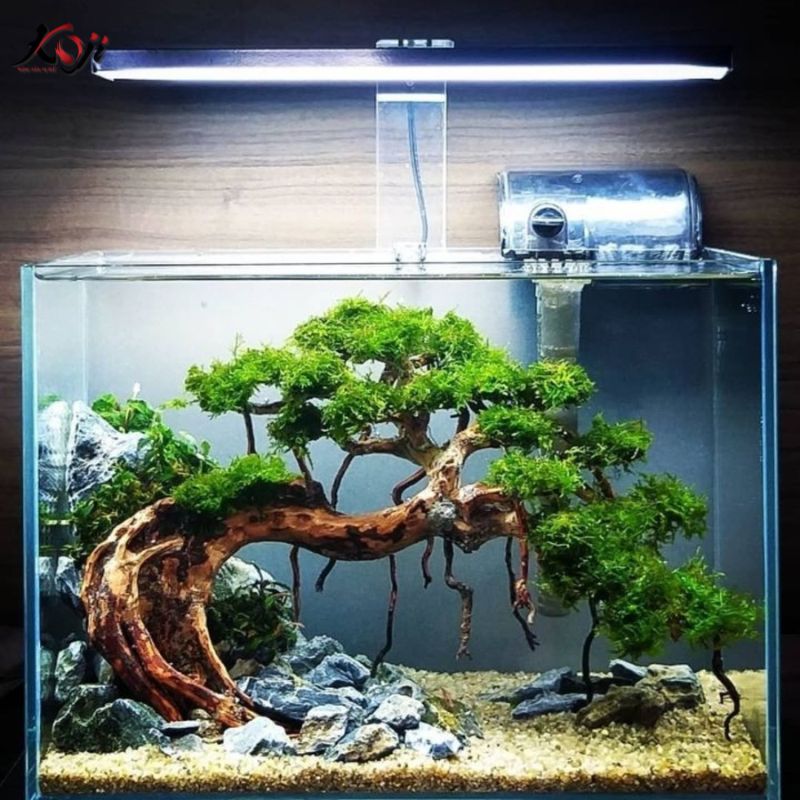 làm hồ cá mini đẹp