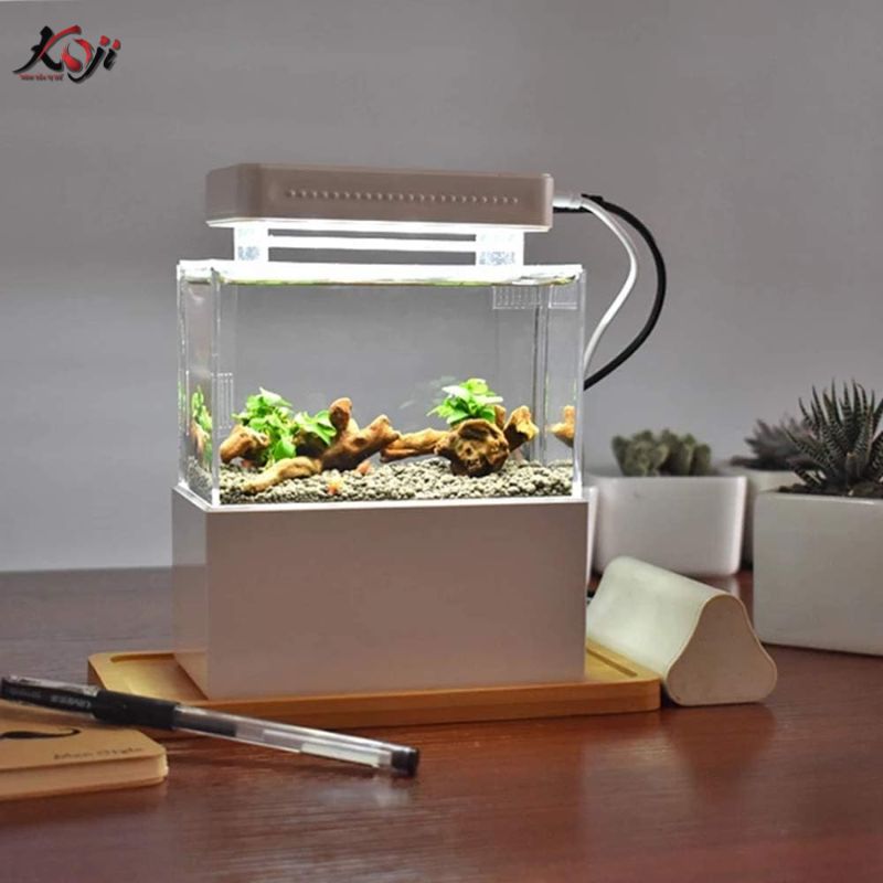làm hồ cá mini đẹp