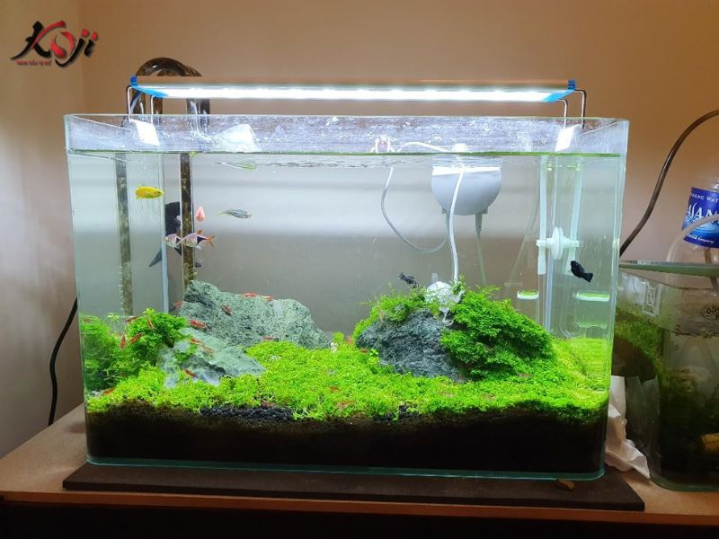 làm hồ cá mini đẹp