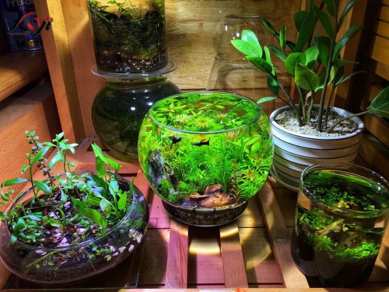 làm hồ cá mini đẹp