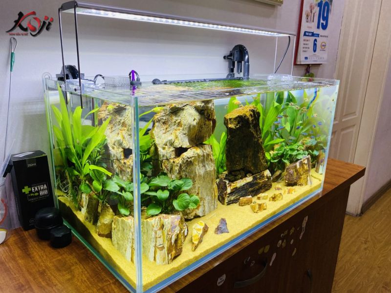 làm hồ cá mini đẹp