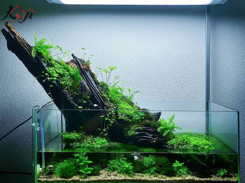 mẫu hồ cá đẹp trong nhà