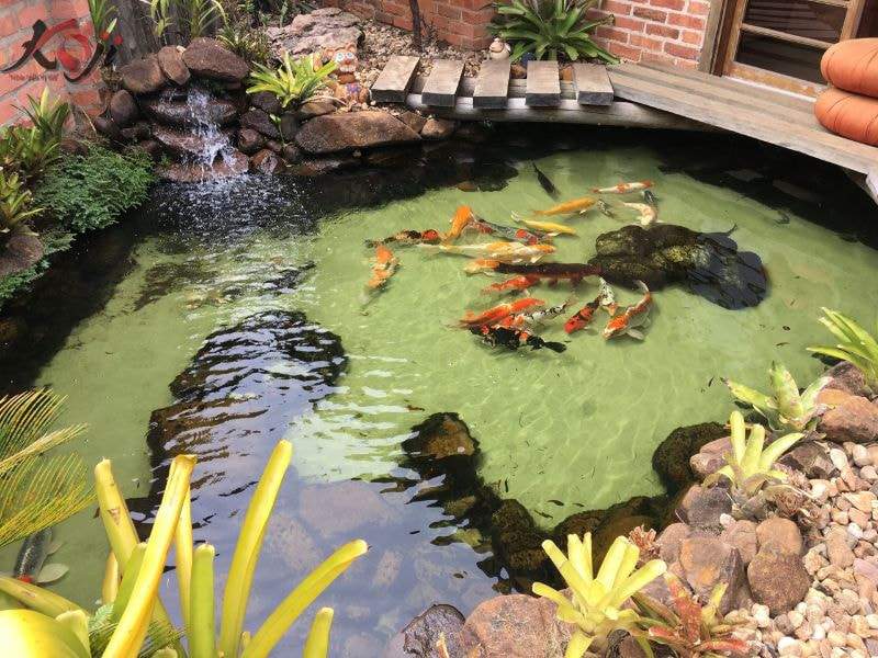 mẫu hồ cá đẹp trong nhà