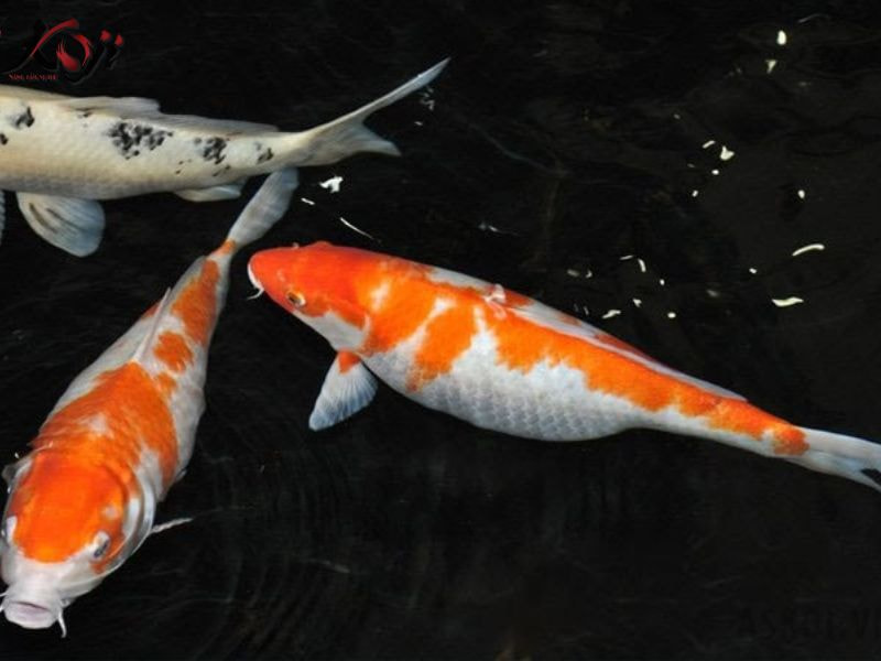 cá Koi mang thai