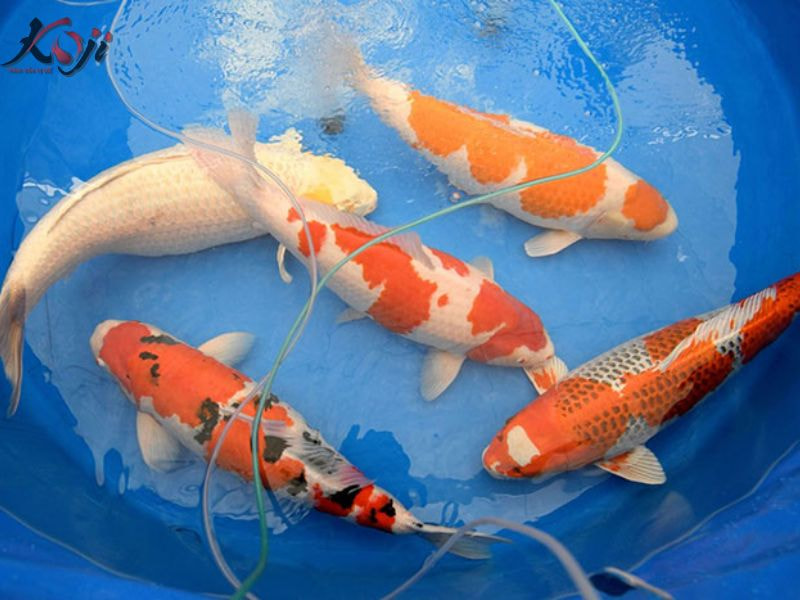 cá Koi mang thai