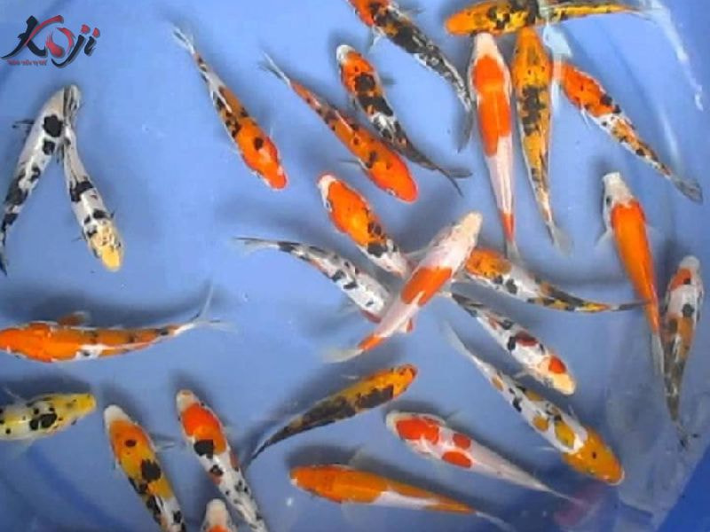 cá Koi mang thai