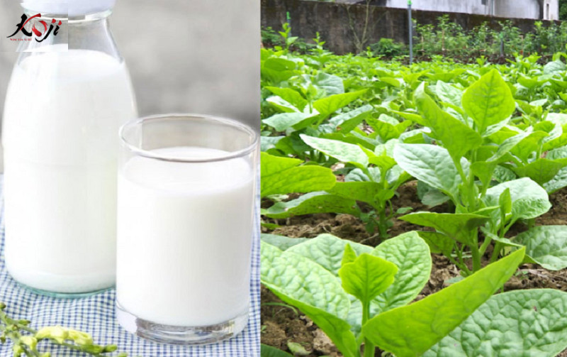 Bia là thần dược tưới rau