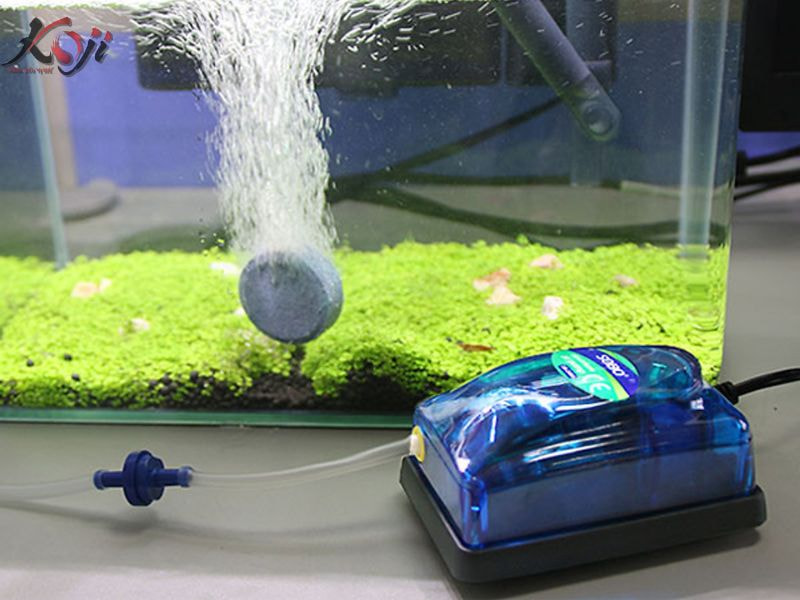 oxy cho hồ cá Koi