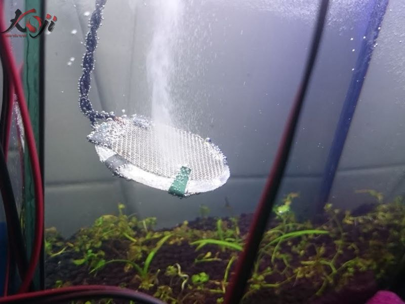 oxy cho hồ cá Koi