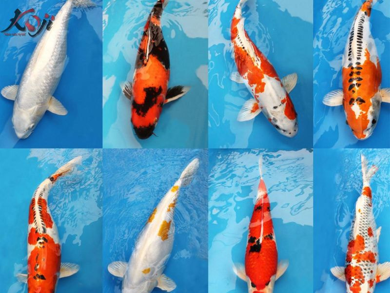  phân biệt cá Koi Nhật thuần chủng với các loại Koi lai