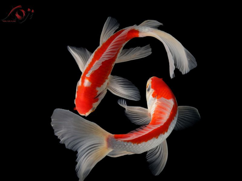  phân biệt cá Koi Nhật thuần chủng với các loại Koi lai