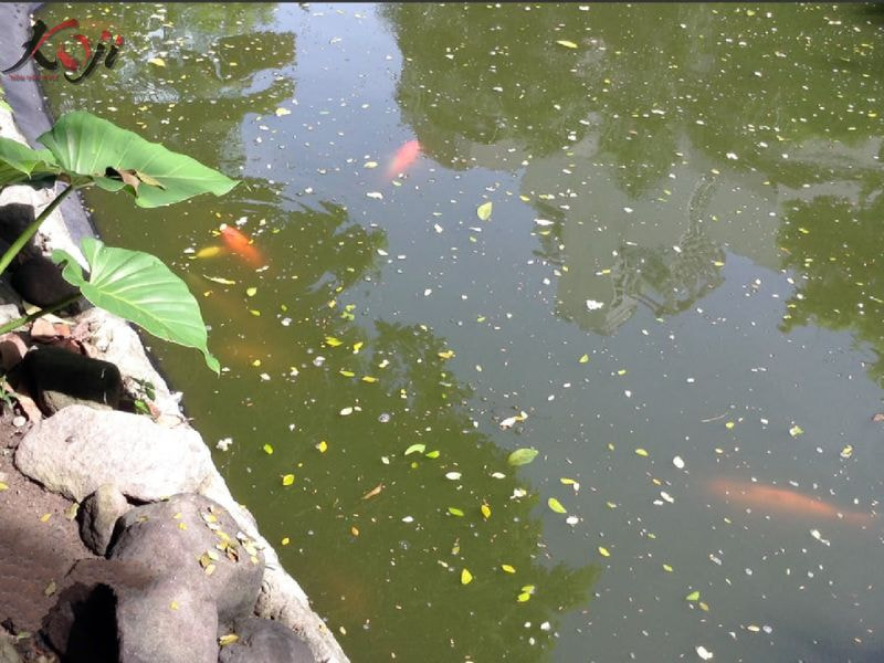 Diệt rong rêu hồ cá Koi