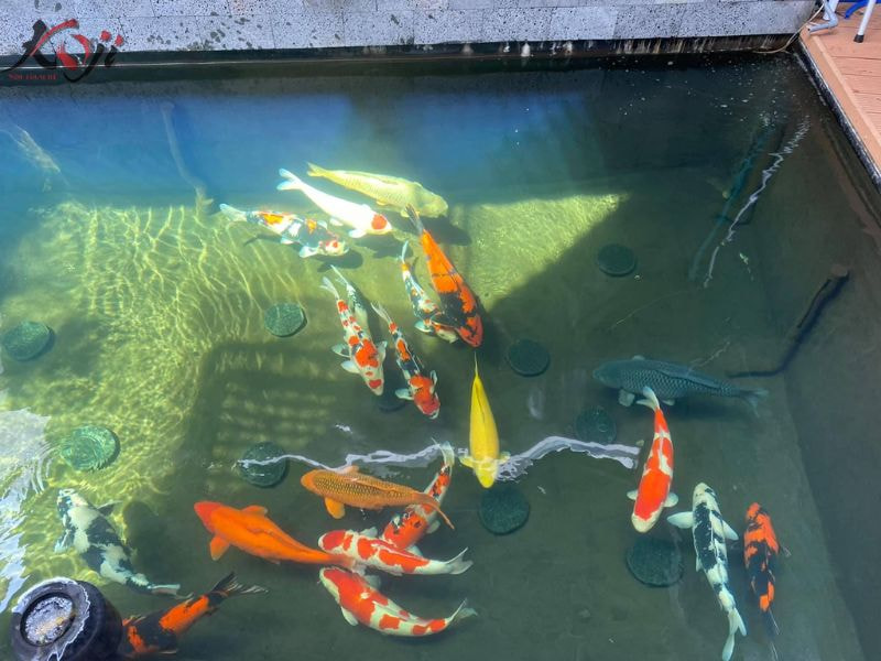 Diệt rong rêu hồ cá Koi