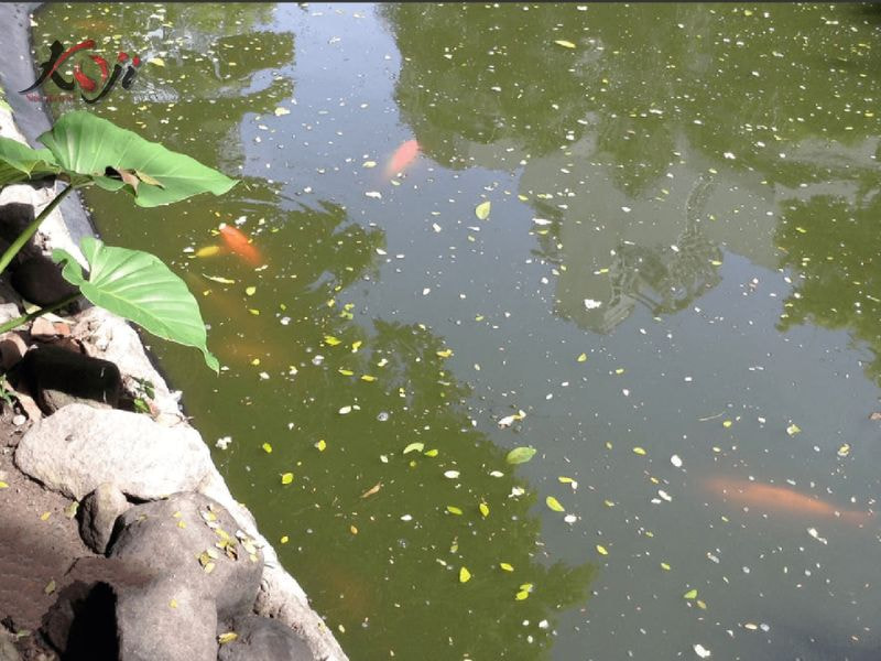 sứ lọc cao cấp